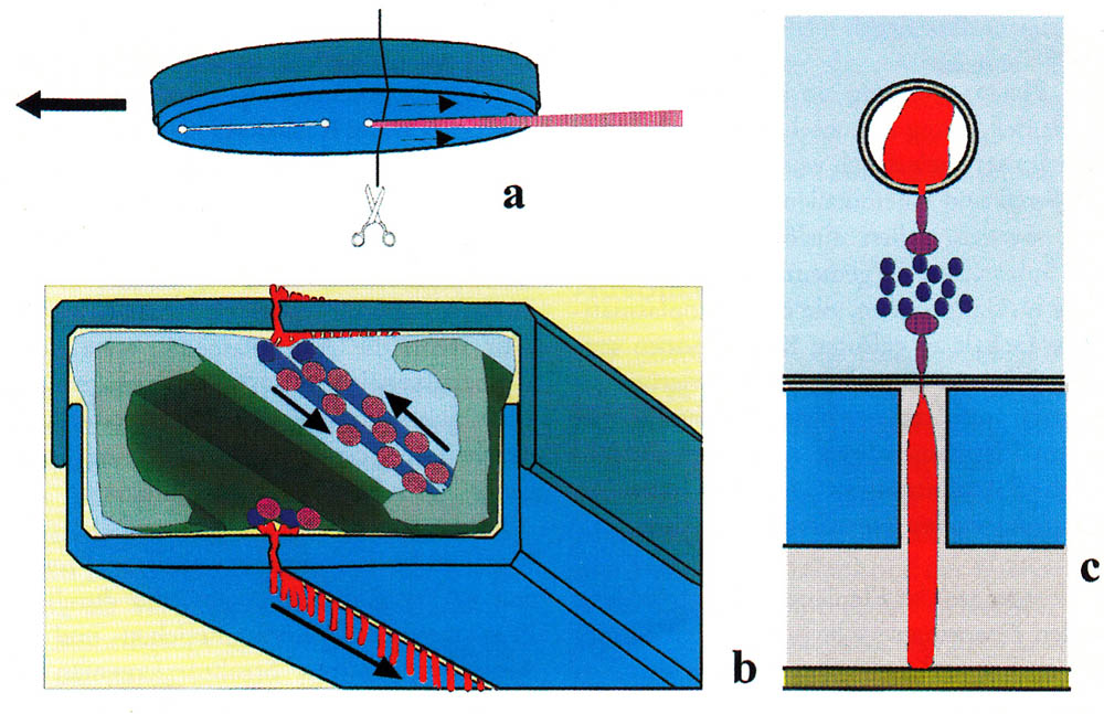 actin myosin mechanism