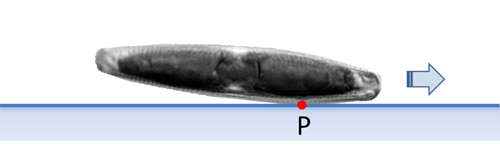 Seitenansicht Navicula