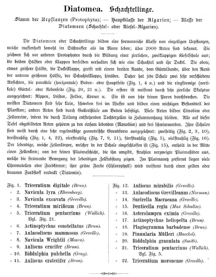 Text zur Diatomeenbildseite von Ernst Heinrich Philipp August Haeckel