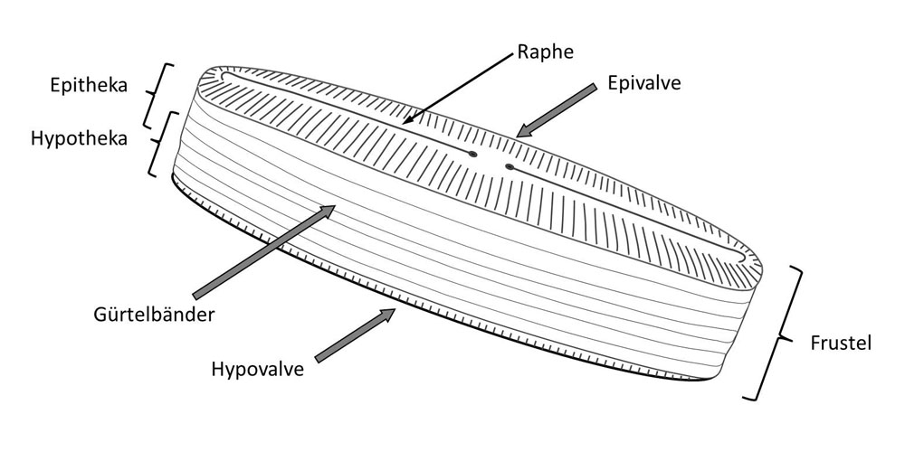 Aufbau der Diatomee