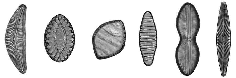 several diatoms