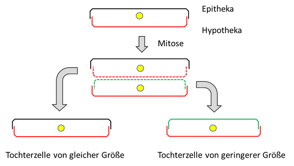 Mitose