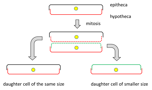 mitosis