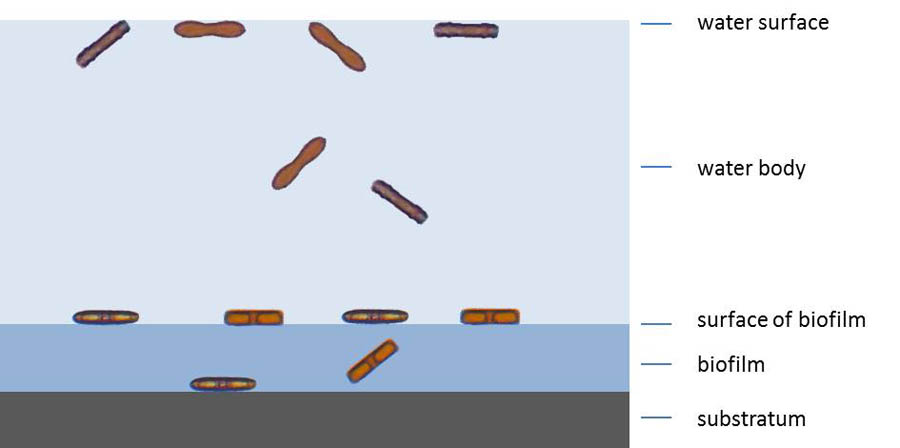 Locations of diatoms in cultures