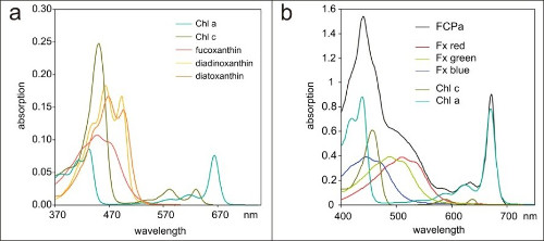 Absorptionsspektren der Pigmente und eines Lichtsammelkomplexes 