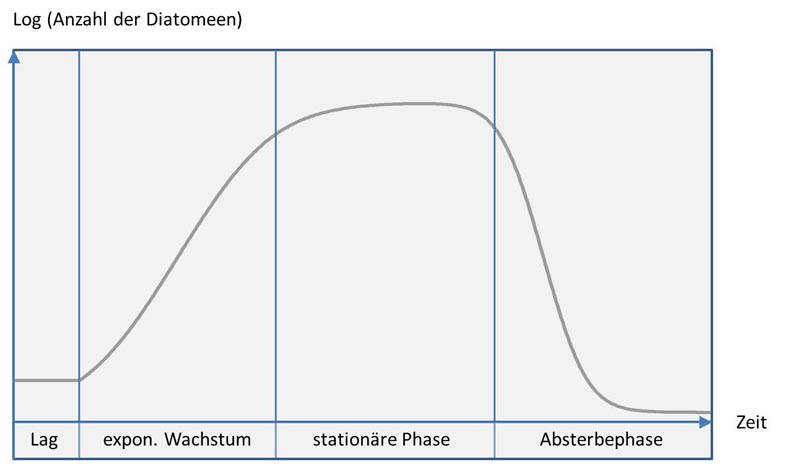 Wachstum einer Diatomeen-Kultur