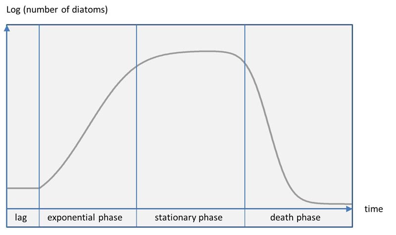 growth of a diatom culture